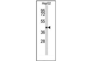 Western blot analysis of ERGIC3 Antibody (N-term) in HepG2 cell line lysates (35ug/lane).