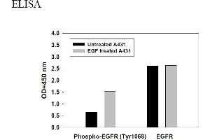 Image no. 2 for Epidermal Growth Factor Receptor (EGFR) ELISA Kit (ABIN1981787) (EGFR ELISA Kit)