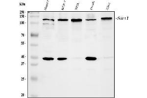 Western blot analysis of SIRT1 using anti-SIRT1 antibody (ABIN3042483). (SIRT1 Antikörper  (AA 112-311))