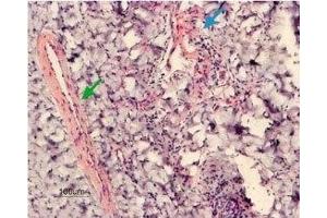 Immunohistochemistry (IHC) image for anti-Potassium Large Conductance Calcium-Activated Channel, Subfamily M, alpha Member 1 (KCNMA1) (AA 1184-1200), (Intracellular) antibody (ABIN7043494)
