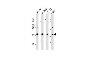 All lanes : Anti-STMN1 Antibody (C-Term) at 1:2000 dilution Lane 1: HT-29 whole cell lysate Lane 2: U-2OS whole cell lysate Lane 3: PC-12 whole cell lysate Lane 4: Hela whole cell lysate Lysates/proteins at 20 μg per lane. (Stathmin 1 Antikörper  (AA 106-140))