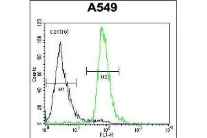 ALOX12B Antibody (C-term) (ABIN654058 and ABIN2843957) flow cytometric analysis of A549 cells (right histogram) compared to a negative control cell (left histogram).