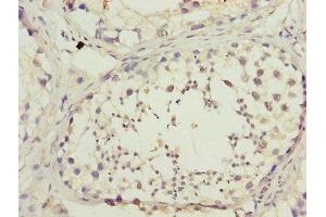 Immunohistochemistry of paraffin-embedded human testis tissue using ABIN7150890 at dilution of 1:100 (DNAL4 Antikörper  (AA 1-105))