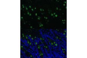 Immunofluorescence analysis of rat colon using CLC Polyclonal Antibody (5041) at dilution of 1:100 (40x lens). (CLCA1 Antikörper  (AA 22-150))