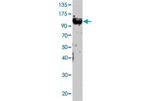 Western Blot of Tlr12 polyclonal antibody  at 1:500 dilution was probed with PC-Tlr12 sample.