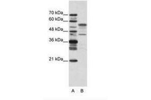 Image no. 2 for anti-Basic Leucine Zipper Nuclear Factor 1 (BLZF1) (N-Term) antibody (ABIN202429)