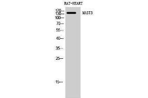 Western Blotting (WB) image for anti-Microtubule Associated serine/threonine Kinase 3 (MAST3) (C-Term) antibody (ABIN3175923) (MAST3 Antikörper  (C-Term))