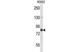 Western Blotting (WB) image for anti-Golgin A5 (GOLGA5) antibody (ABIN2997763) (GOLGA5 Antikörper)