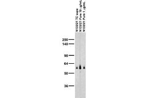 Adult rat brain membrane immunoblot.