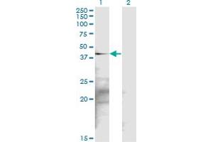 Western Blot analysis of SGK2 expression in transfected 293T cell line by SGK2 monoclonal antibody (M17), clone 2F6.