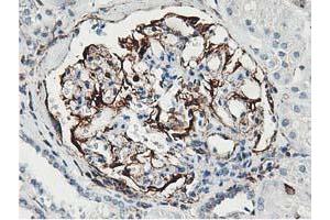 Immunohistochemical staining of paraffin-embedded Human Kidney tissue using anti-LXN mouse monoclonal antibody. (Latexin Antikörper)