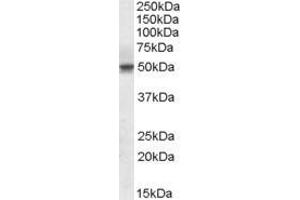 ABIN570940 (1µg/ml) staining of Human Testis lysate (35µg protein in RIPA buffer). (Septin 6 Antikörper  (Internal Region))