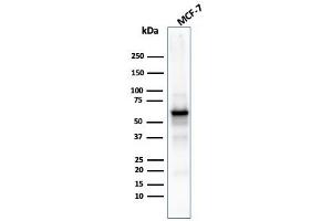 Western Blot Analysis of MCF-7 cell lysate using AKT1 Recombinant Mouse Monoclonal Antibody (rAKT1/2491). (Rekombinanter AKT1 Antikörper  (AA 85-189))