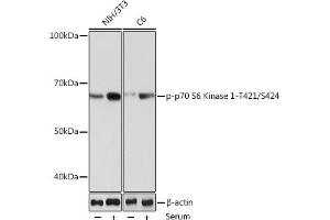 Western blot analysis of extracts of various cell lines, using Phospho-p70 S6 Kinase 1-T421/S424 Rabbit mAb (ABIN6135340, ABIN6136296, ABIN6136297 and ABIN7101878) at 1:1000 dilution. (RPS6KB1 Antikörper  (pSer424, pThr421))