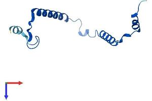 MRP63 Protein (AA 1-102) (His tag)
