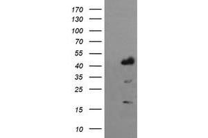 Image no. 1 for anti-Indoleamine 2,3-Dioxygenase 1 (IDO1) antibody (ABIN1498795) (IDO1 Antikörper)
