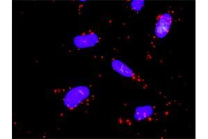 Proximity Ligation Analysis of protein-protein interactions between MAP3K3 and MAP2K5. (MAP2K5 Antikörper  (AA 1-120))