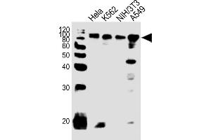 All lanes : Anti-EWSR1 Antibody (C-term) at 1:1000 dilution Lane 1: Hela whole cell lysates Lane 2: K562 whole cell lysates Lane 3: NIH/3T3 whole cell lysates Lane 4: A549 whole cell lysates Lysates/proteins at 20 μg per lane.