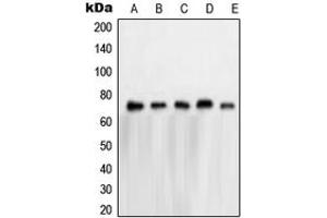 Western blot analysis of NXF1 expression in HeLa (A), A673 (B), K562 (C), Jurkat (D), A431 (E) whole cell lysates.