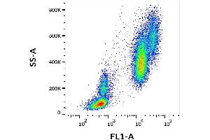 Surface staining of human peripheral blood cells with anti-human CD16 (MEM-154) FITC. (CD16 Antikörper  (FITC))