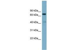 Image no. 1 for anti-P53-Induced Death Domain Protein (PIDD) (AA 143-192) antibody (ABIN6744153)