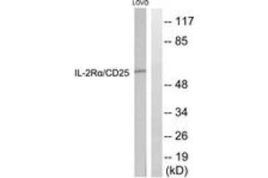 Western blot analysis of extracts from LOVO cells, using IL-2R alpha/CD25 (Ab-268) Antibody. (CD25 Antikörper  (AA 223-272))
