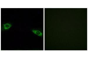 Immunofluorescence (IF) image for anti-Ribosomal Protein S4, Y-Linked 1 (RPS4Y1) (C-Term) antibody (ABIN1850592) (RPS4Y1 Antikörper  (C-Term))