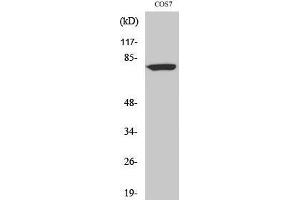 Western Blotting (WB) image for anti-DEAQ Box RNA-Dependent ATPase 1 (DQX1) (C-Term) antibody (ABIN3174819) (DQX1 Antikörper  (C-Term))