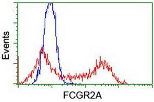 Image no. 2 for anti-Fc gamma RII (CD32) antibody (ABIN1497254) (Fc gamma RII (CD32) Antikörper)