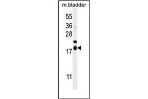 Western blot analysis of FAM162A Antibody (C-term) in mouse bladder tissue lysates (35ug/lane). (F162A Antikörper  (C-Term))