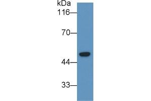 Detection of LCAT in U2OS cell lysate using Monoclonal Antibody to Lecithin Cholesterol Acyltransferase (LCAT) (LCAT Antikörper  (AA 290-433))