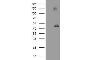 Image no. 1 for anti-Melanoma Antigen Family A, 3 (MAGEA3) antibody (ABIN1499257) (MAGEA3 Antikörper)