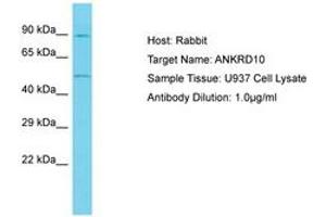 Image no. 1 for anti-Ankyrin Repeat Domain 10 (ANKRD10) (AA 322-371) antibody (ABIN6750635) (ANKRD10 Antikörper  (AA 322-371))