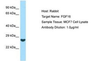 Image no. 1 for anti-Fibroblast Growth Factor 16 (FGF16) (AA 136-185) antibody (ABIN6749988) (FGF16 Antikörper  (AA 136-185))