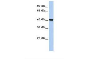 Image no. 1 for anti-Clavesin 1 (CLVS1) (AA 110-159) antibody (ABIN6739389) (Clavesin 1 Antikörper  (AA 110-159))