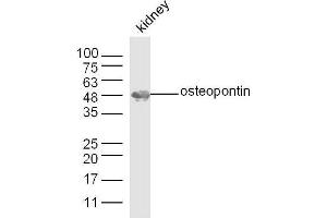 Mouse kidney lysates probed with Osteopontin Polyclonal Antibody, unconjugated  at 1:300 overnight at 4°C followed by a conjugated secondary antibody at 1:10000 for 60 minutes at 37°C.