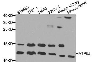 Western Blotting (WB) image for anti-ATP Synthase, H+ Transporting, Mitochondrial F0 Complex, Subunit F6 (ATP5J) (AA 1-108) antibody (ABIN1678787) (ATP5J Antikörper  (AA 1-108))