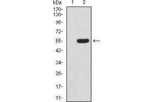 Western Blotting (WB) image for anti-Mechanistic Target of Rapamycin (serine/threonine Kinase) (mTOR) (AA 2311-2529) antibody (ABIN5919386) (MTOR Antikörper  (AA 2311-2529))