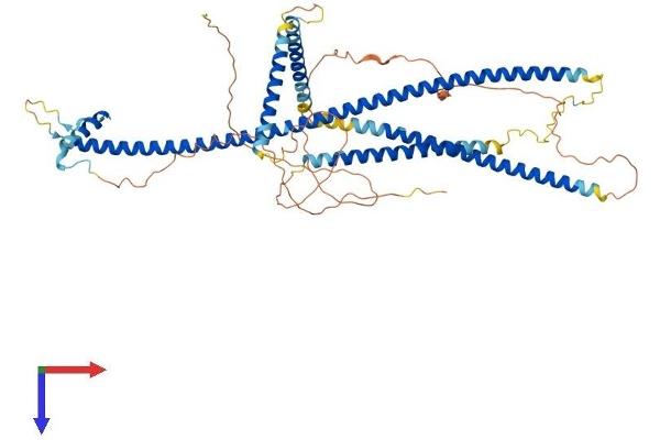 SSX2IP Protein (AA 1-614) (His tag)