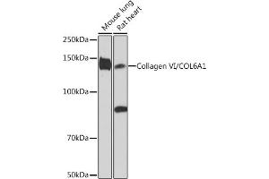 Western blot analysis of extracts of various cell lines, using Collagen VI/COL6 Rabbit mAb (ABIN7266462) at 1:1000 dilution.