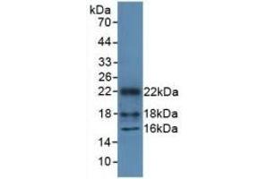 Detection of Recombinant HMGN1, Mouse using Polyclonal Antibody to High Mobility Group Nucleosome Binding Domain Protein 1 (HMGN1) (HMGN1 Antikörper  (AA 1-96))
