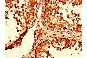 Immunohistochemistry of paraffin-embedded human testis tissue using ABIN7154134 at dilution of 1:100