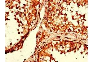 Immunohistochemistry of paraffin-embedded human testis tissue using ABIN7154134 at dilution of 1:100 (GAPDH Antikörper  (AA 2-335))