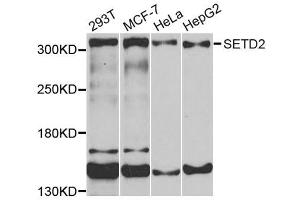 Western Blotting (WB) image for anti-SET Domain Containing 2 (SETD2) antibody (ABIN1874744) (SETD2 Antikörper)