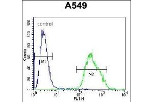 LM3 Antibody (C-term) (ABIN655704 and ABIN2845155) flow cytometric analysis of A549 cells (right histogram) comred to a negative control cell (left histogram). (PALM3 Antikörper  (C-Term))