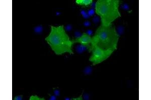 Anti-CD5 mouse monoclonal antibody (ABIN2452889) immunofluorescent staining of COS7 cells transiently transfected by pCMV6-ENTRY CD5 (RC206494). (CD5 Antikörper)