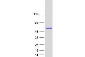 Validation with Western Blot (CTBP2 Protein (Transcript Variant 3) (Myc-DYKDDDDK Tag))