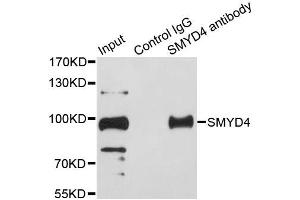 Immunoprecipitation analysis of 200ug extracts of HeLa cells using 1ug SMYD4 antibody. (SMYD4 Antikörper  (AA 1-260))