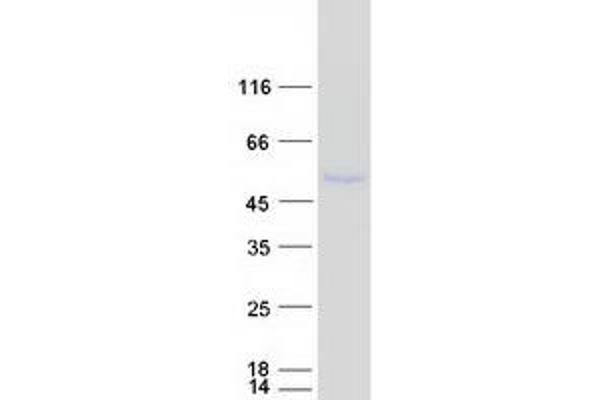 OPCML Protein (Transcript Variant 2) (Myc-DYKDDDDK Tag)