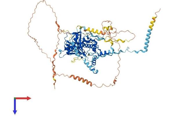 RSPH6A Protein (AA 1-717) (His tag)